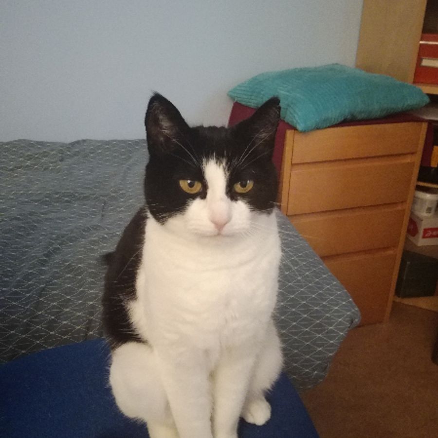 Profil de norabelly4815, Maine Coon de 8 ans