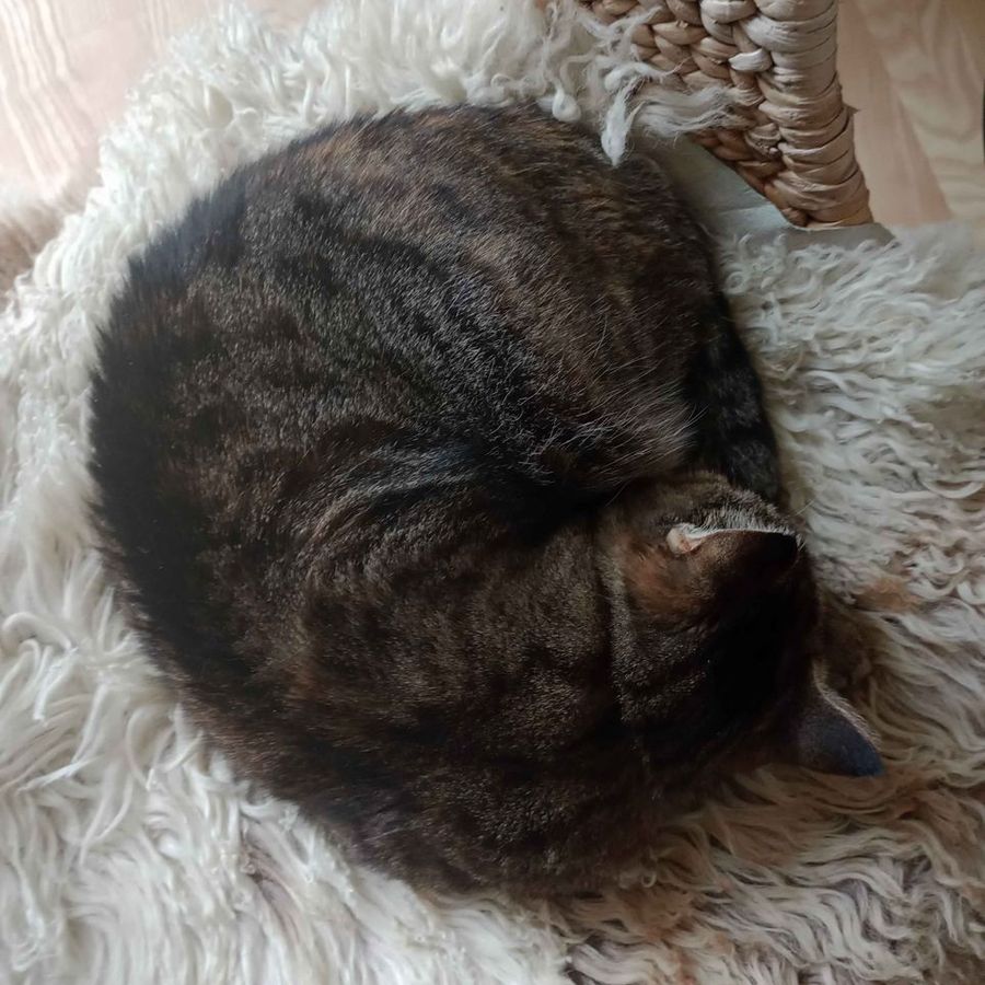 Profil de wiramiss1843, Chartreux de 5 ans