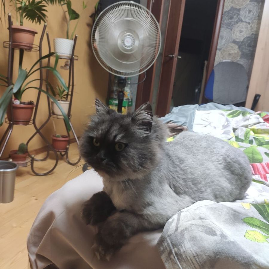Profil de worabella9475, Savannah de 10 ans