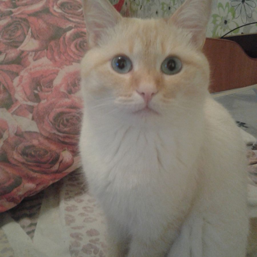 Profil de korabella1736, Abyssin de 12 ans