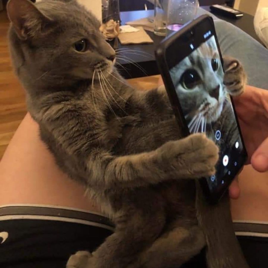Profil de mivabelly7385, Scottish Fold de 8 ans