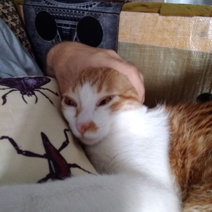 Profil de korabella2847, Savannah de 8 ans