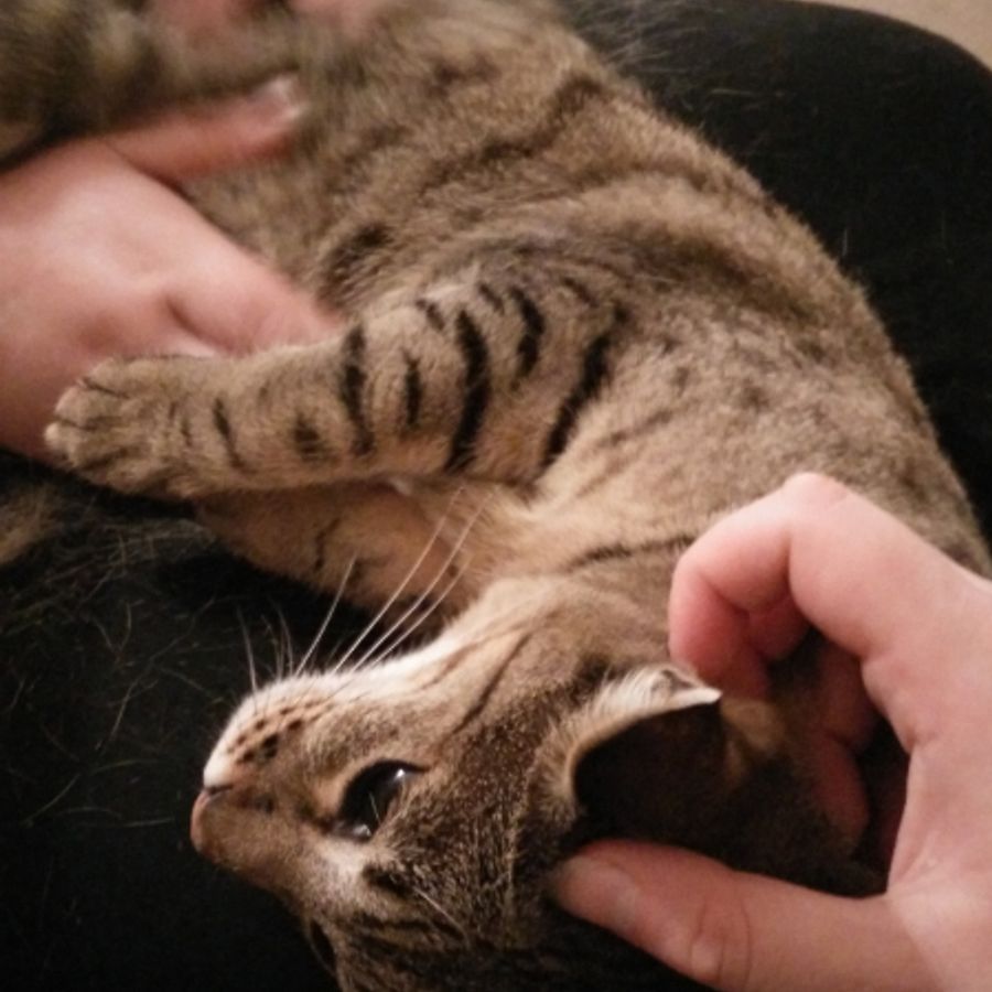 Profil de toramiss1624, Persan de 7 ans
