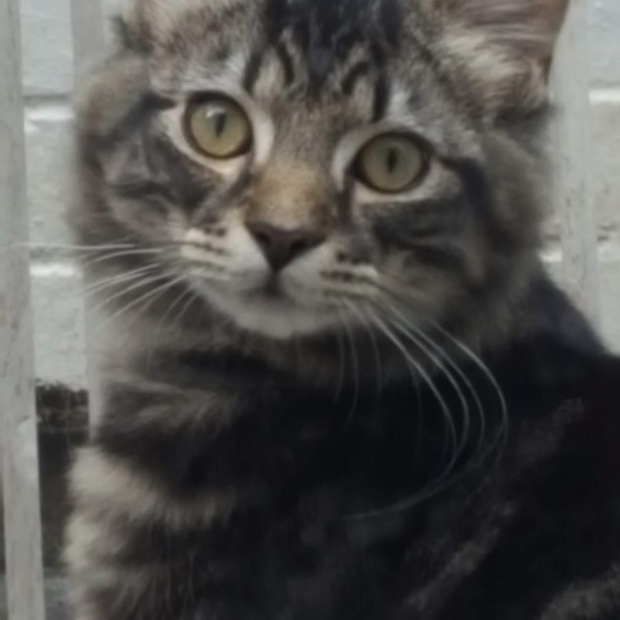 Profil de durebella3098, Siamois de 1 ans