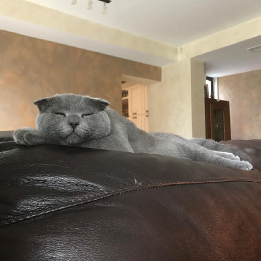 Profil de tuvabella9684, Ragdoll de 1 ans