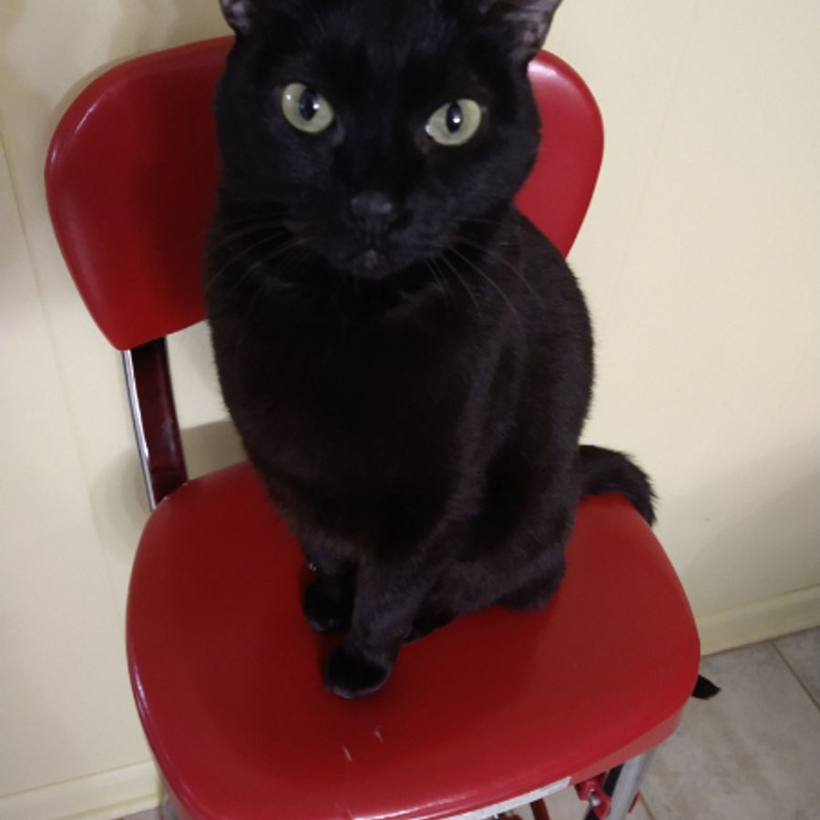 Profil de zirebella5617, Persan de 5 ans