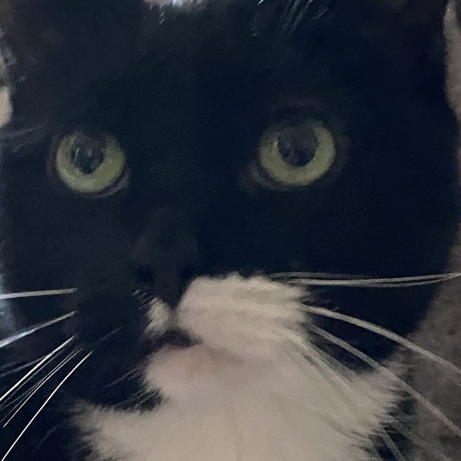 Profil de solamiss9831, Sibérien de 2 ans
