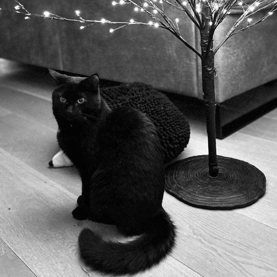 Profil de dorebella6382, Oriental de 4 ans