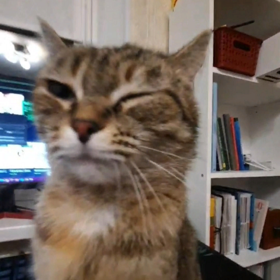 Profil de lomabella7482, Oriental de 3 ans