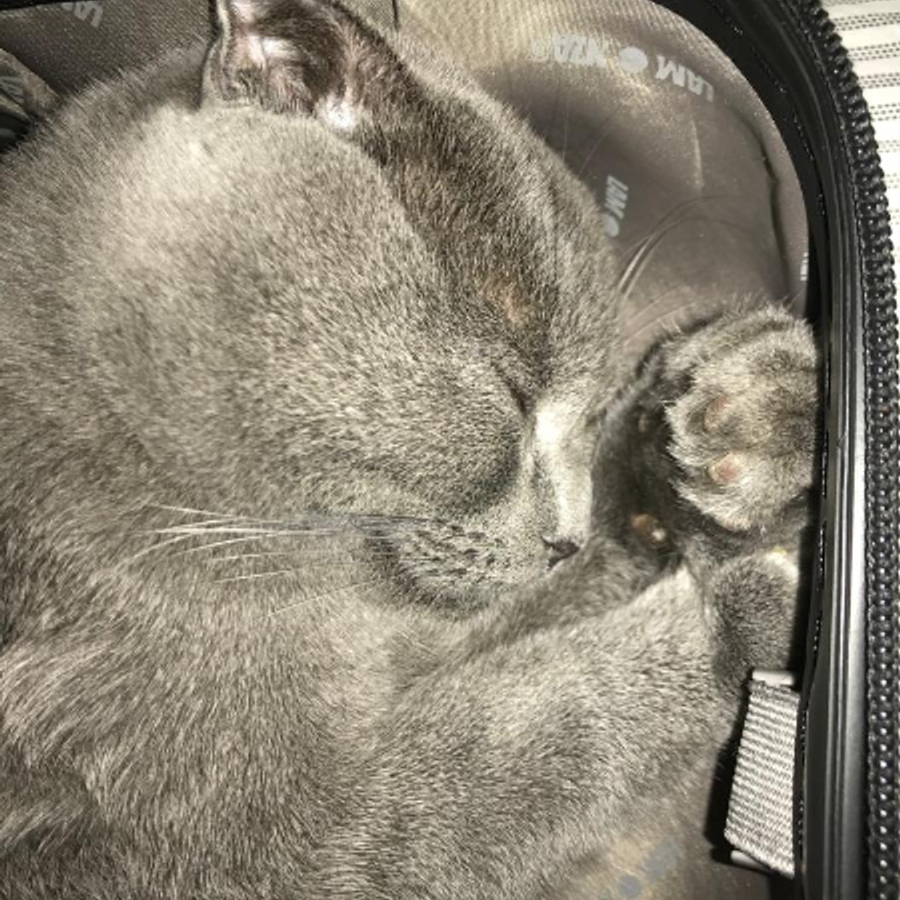 Profil de vorabella6142, Sacré de Birmanie de 1 ans