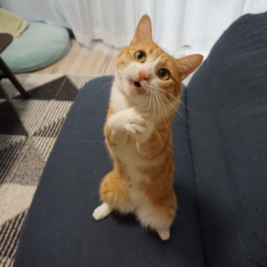 Profil de toremiss7253, Persan de 9 ans
