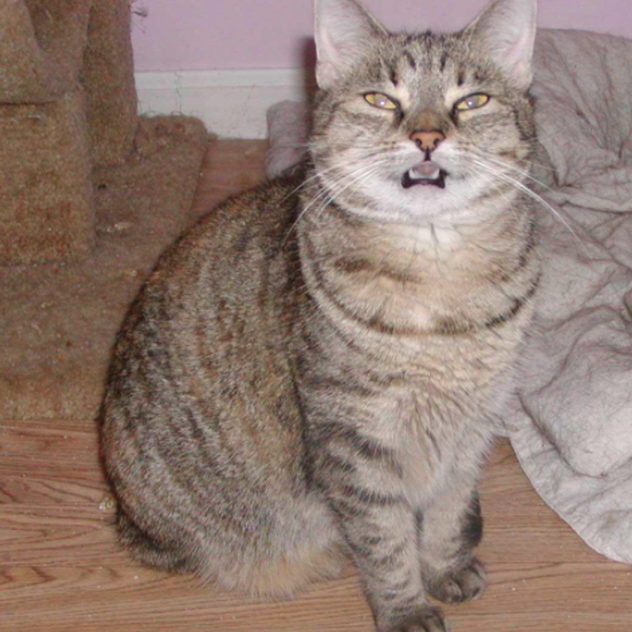 Profil de novabella5872, Persan de 3 ans