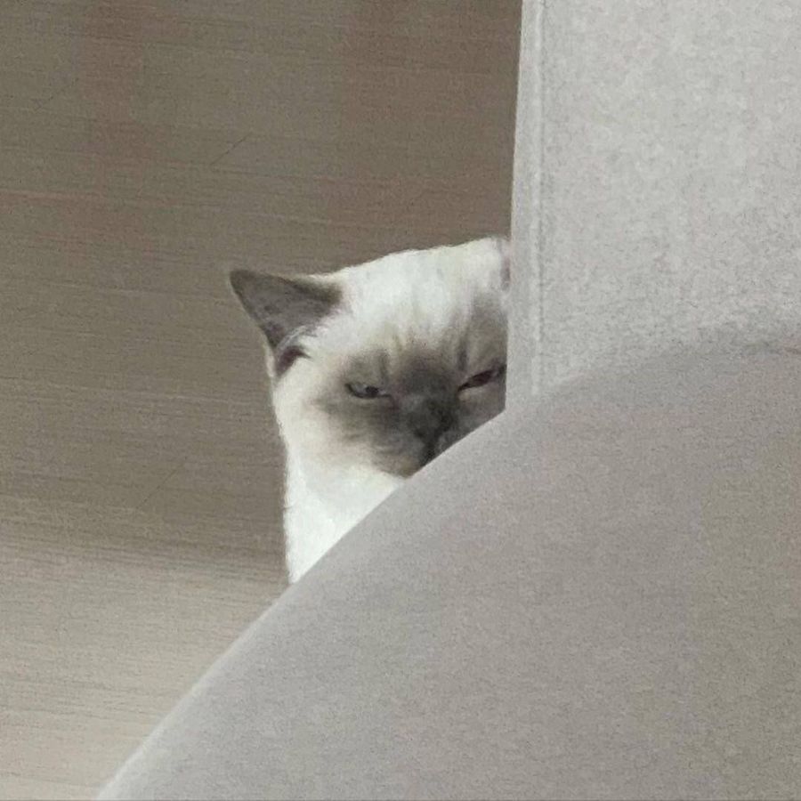 Profil de xenamiss5638, Exotic Shorthair de 4 ans