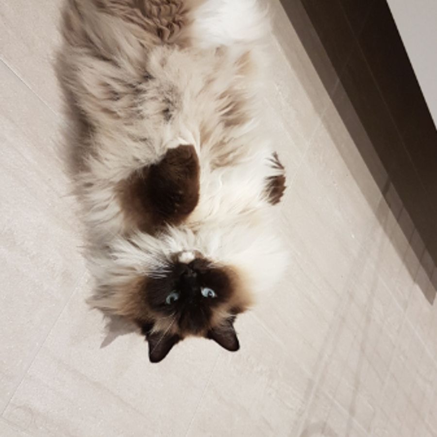 Profil de zirebelly8241, Siamois de 11 ans
