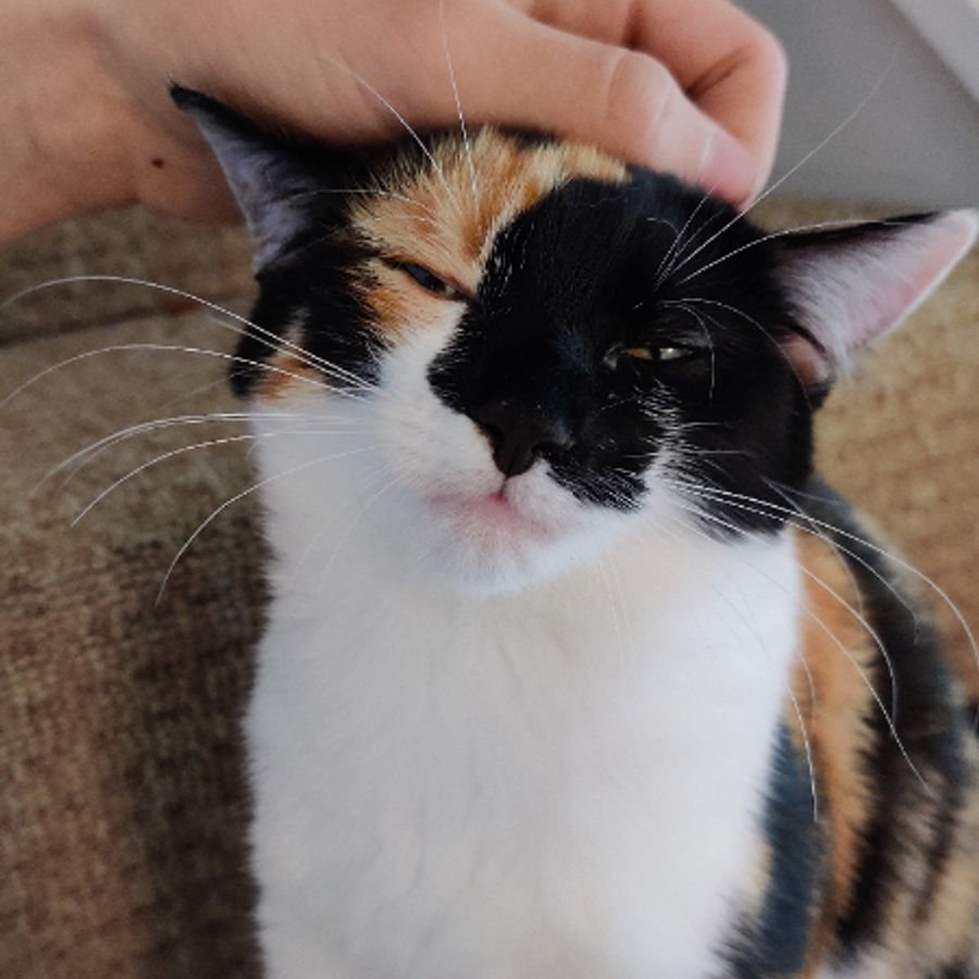 Profil de toramiss8046, Exotic Shorthair de 4 ans