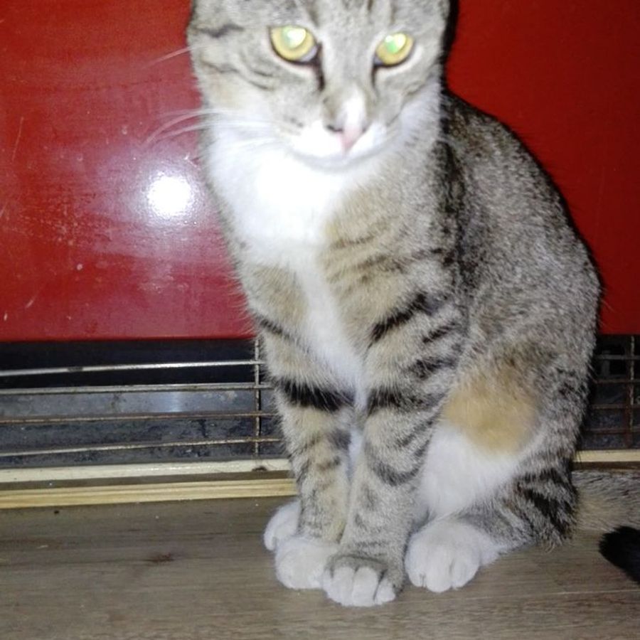 toremiss7253 - Photo 3