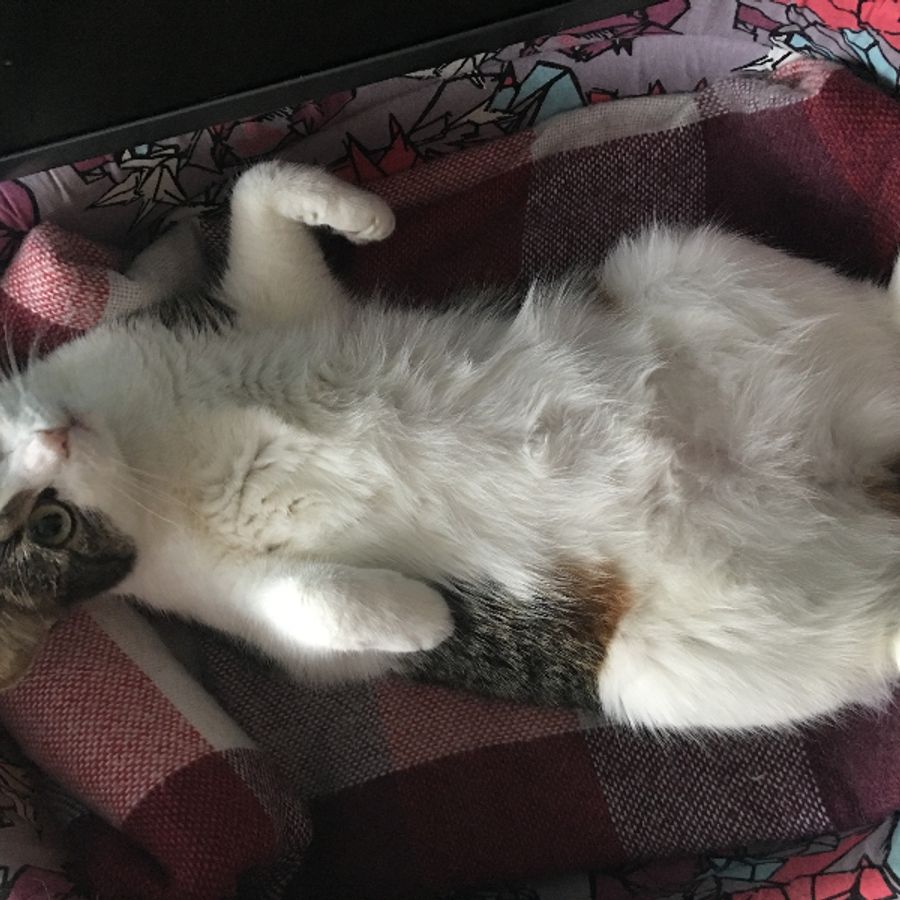 Profil de korabelly9358, Bengal de 11 ans