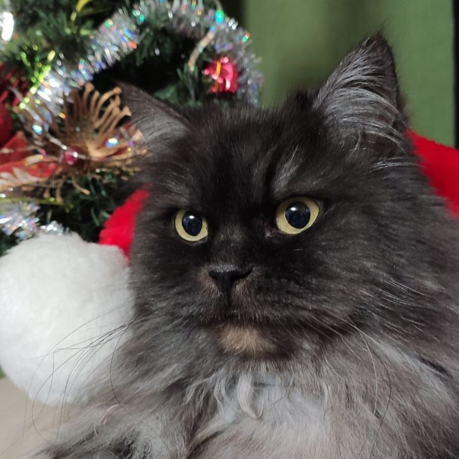 Profil de qoramiss1845, Maine Coon de 4 ans