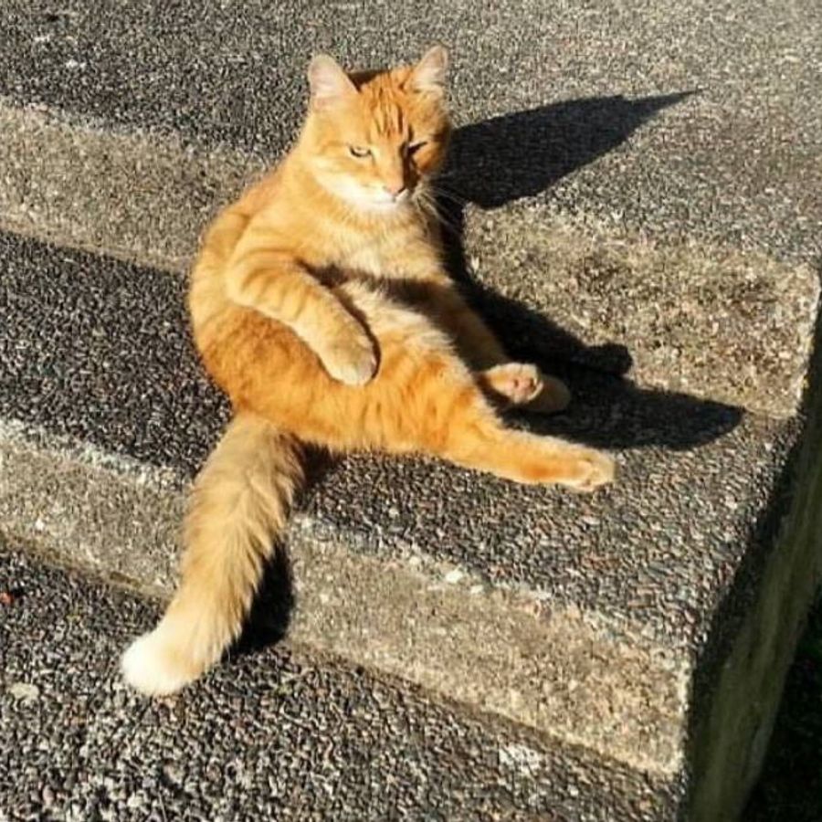 Profil de korabella7526, Persan de 3 ans