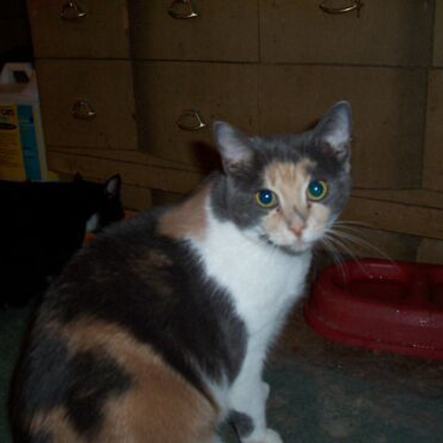 Profil de wexabella5724, Abyssin de 8 ans