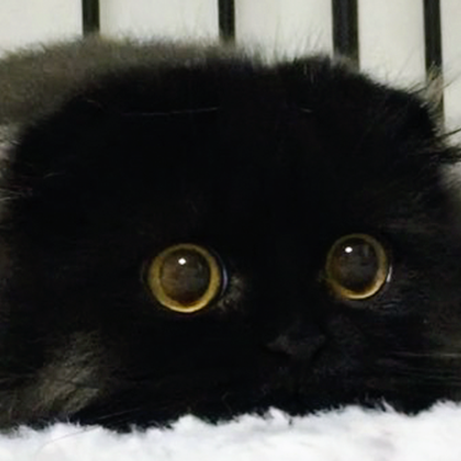 Profil de lomabella8352, Scottish Fold de 1 ans