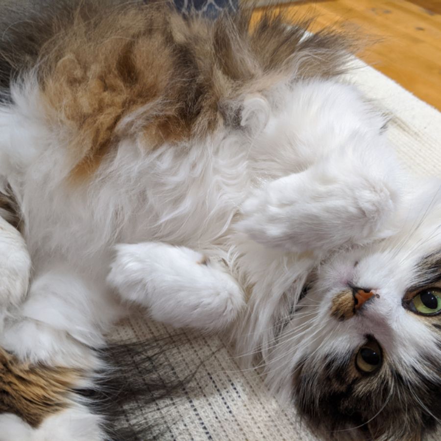 Profil de durebella8257, Bengal de 9 ans