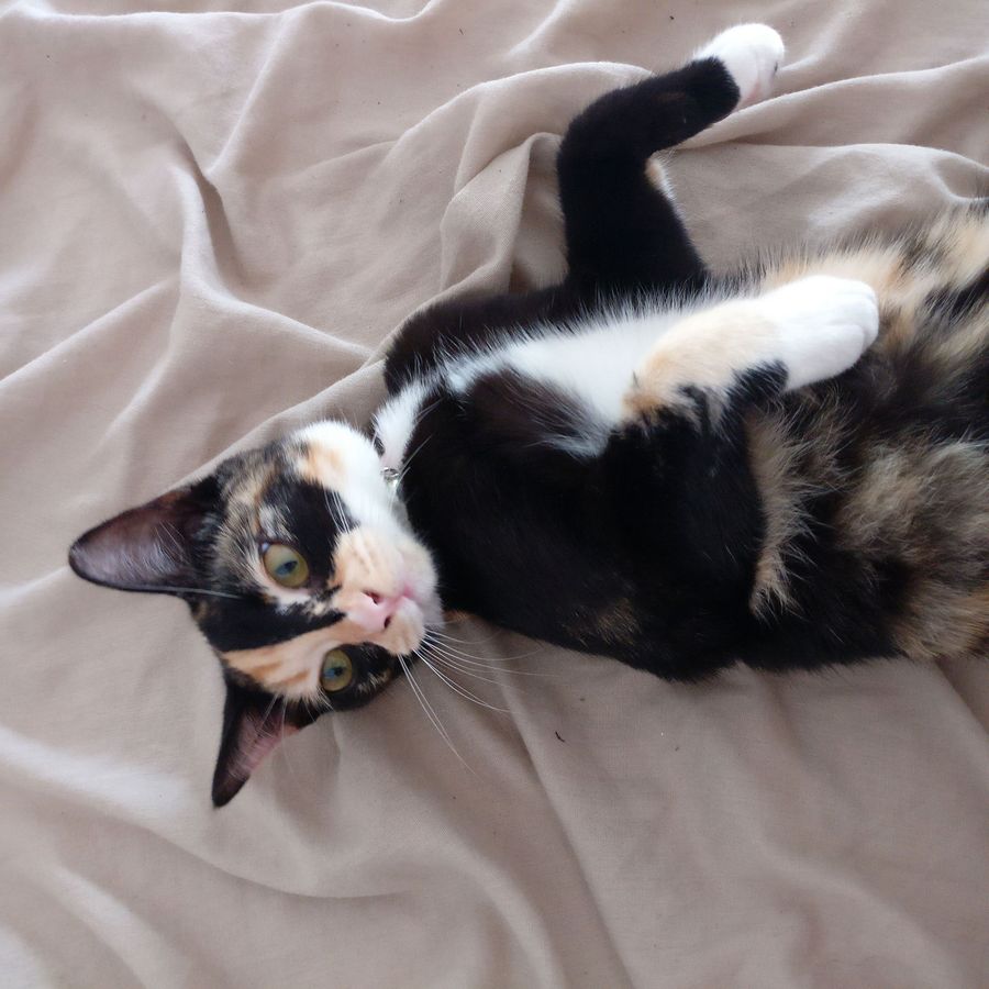 Profil de toramiss7258, Bengal de 7 ans