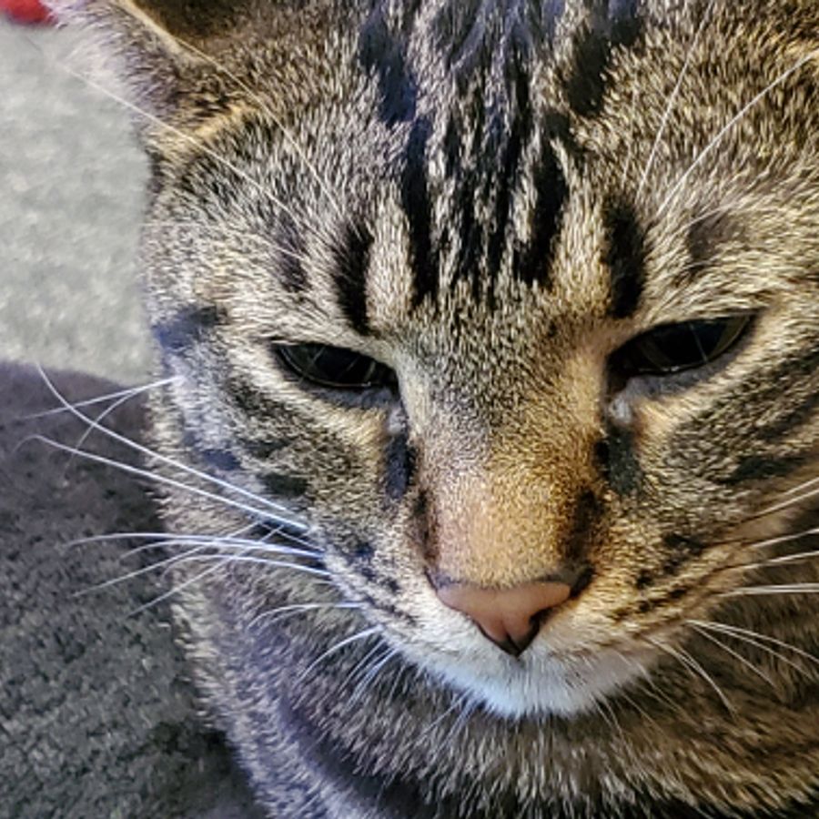 Profil de kurabella7425, Sibérien de 5 ans