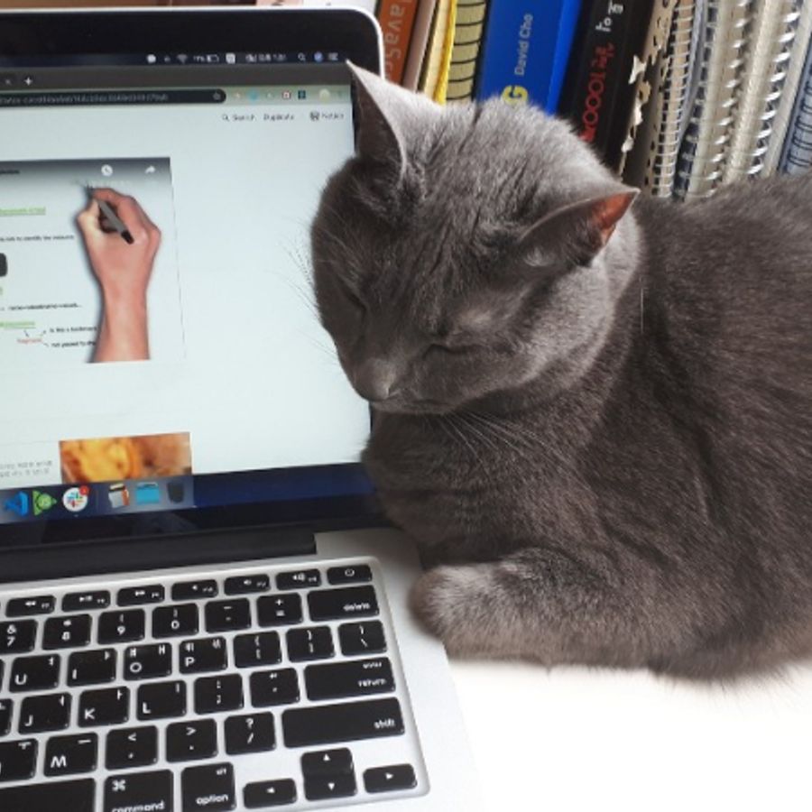 Profil de zurebella7541, Oriental de 4 ans