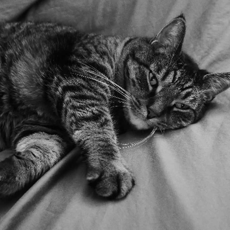 morabelly2865 - Photo 4