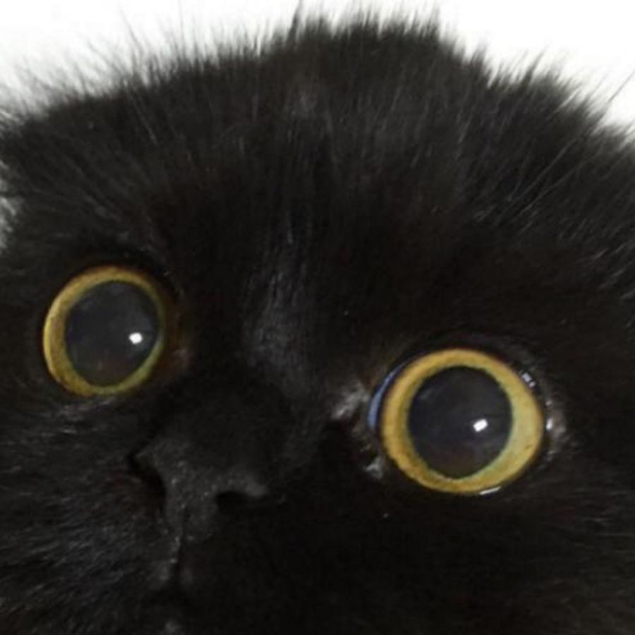 Profil de kiremiss7428, Chartreux de 6 ans