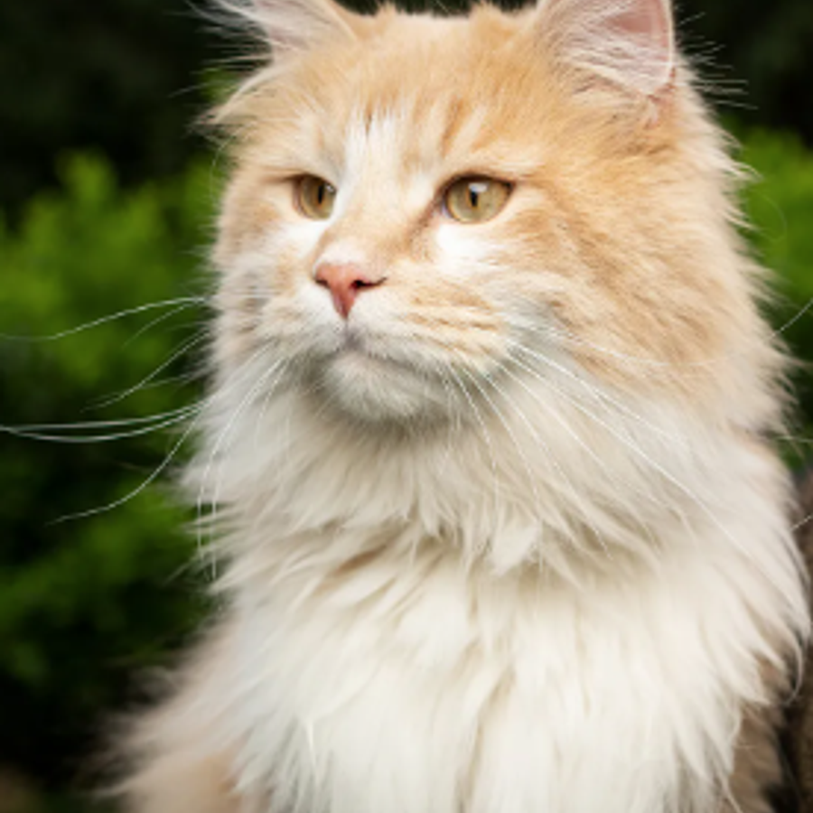 Profil de solamiss7685, Savannah de 8 ans