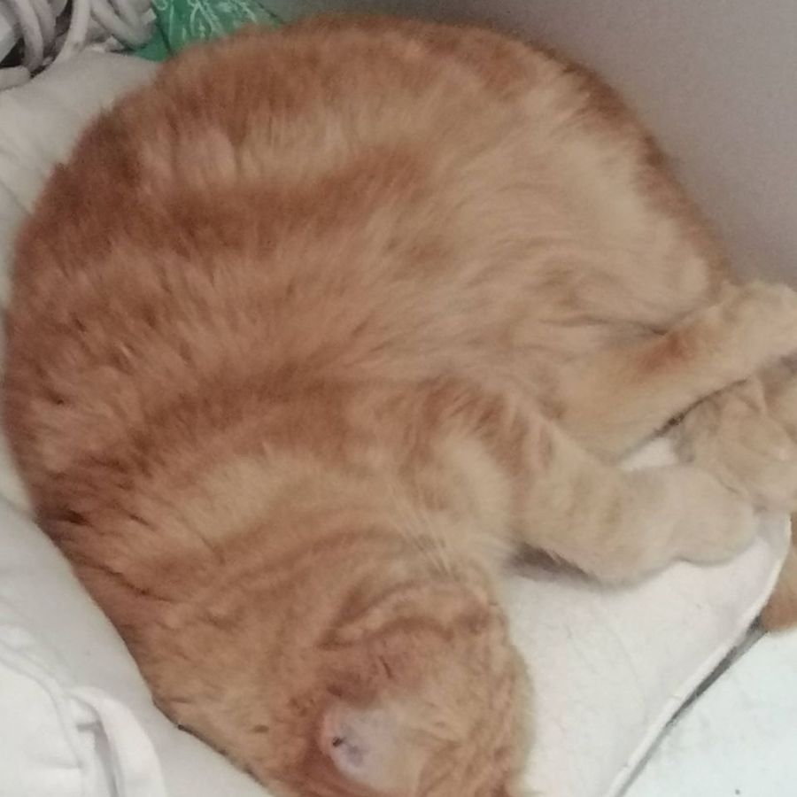Profil de morabelly2865, Exotic Shorthair de 1 ans