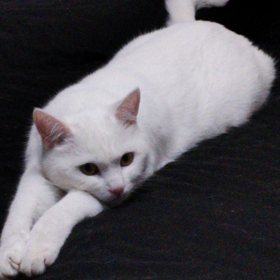 dorebella9174 - Photo 2