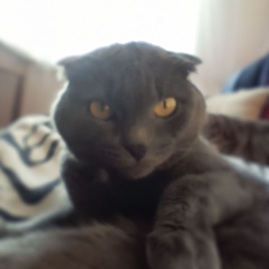 Profil de qorebelly8246, British Shorthair de 12 ans
