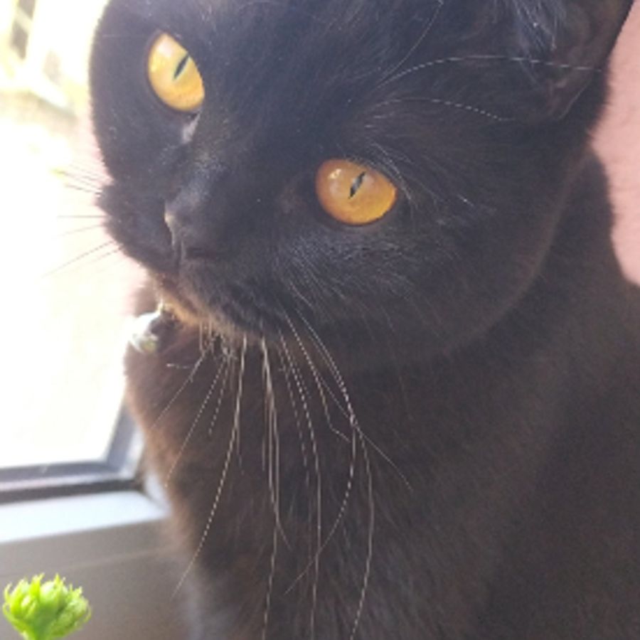 Profil de vurebelly7146, Turc de Van de 6 ans
