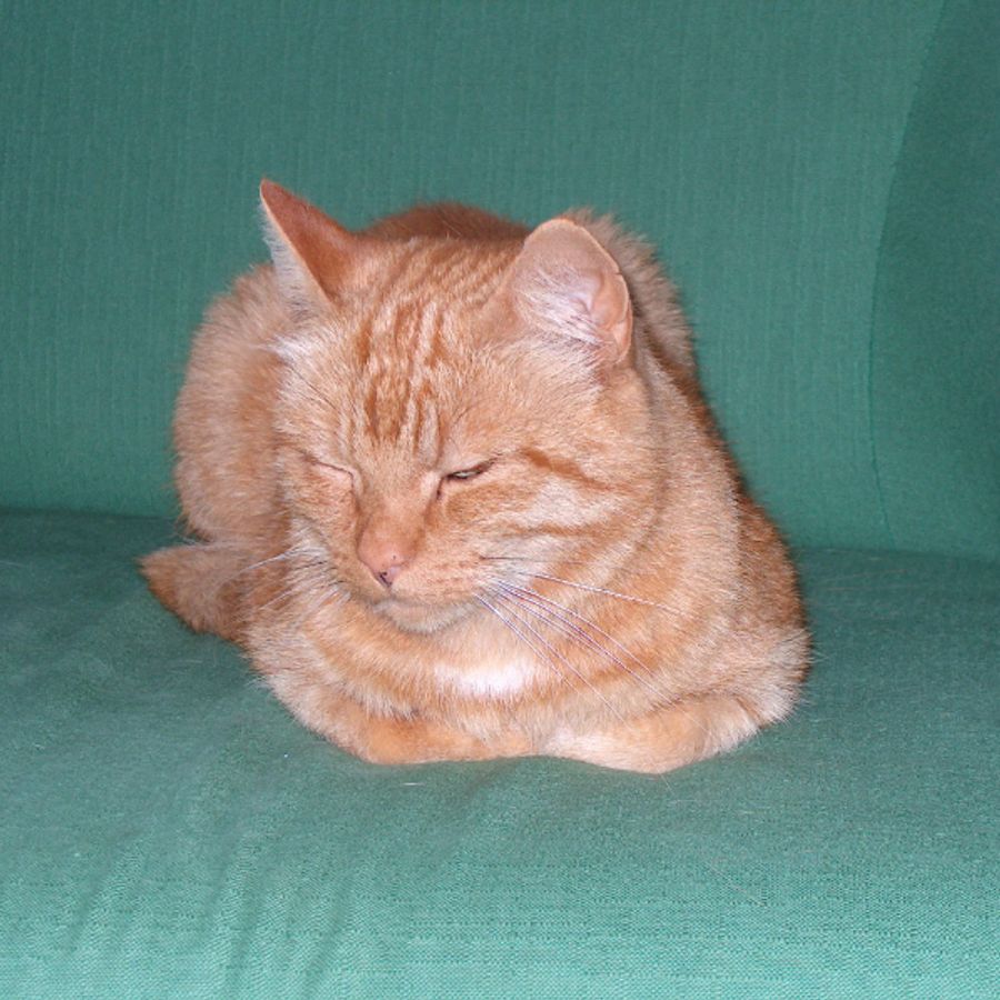 qoramiss5824 - Photo 3
