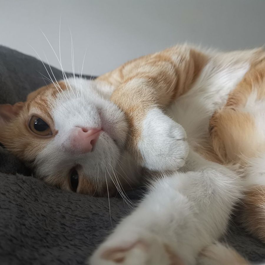 Profil de xelabella1942, Devon Rex de 1 ans