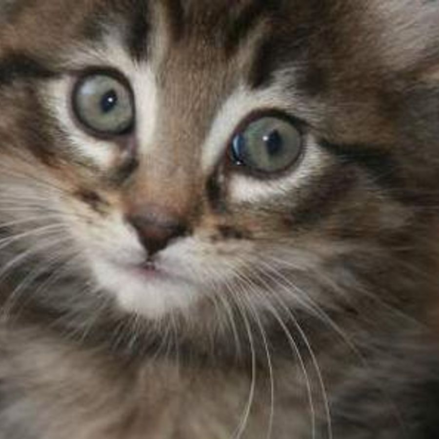 Profil de norabelly8574, Exotic Shorthair de 4 ans