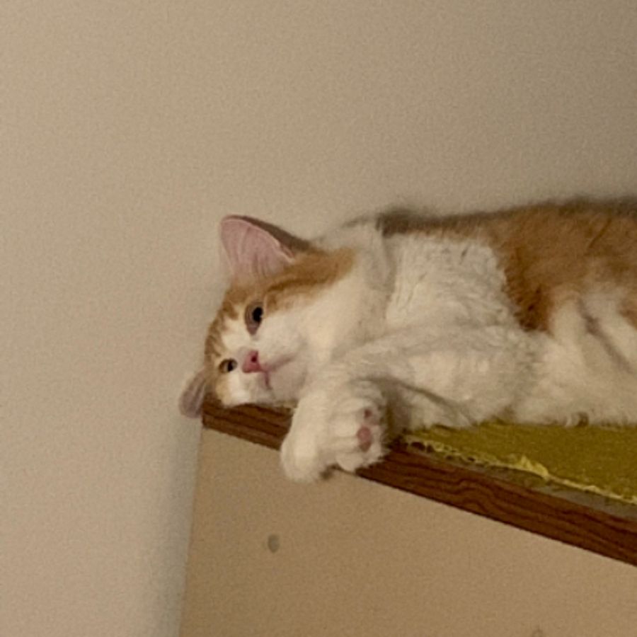 Profil de raxabelly8635, Sibérien de 1 ans
