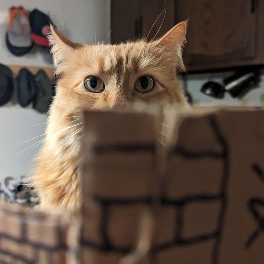 Profil de xelabella5187, Oriental de 4 ans