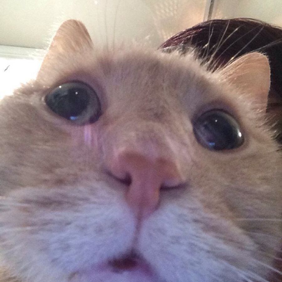 Profil de xenamiss3465, Savannah de 10 ans