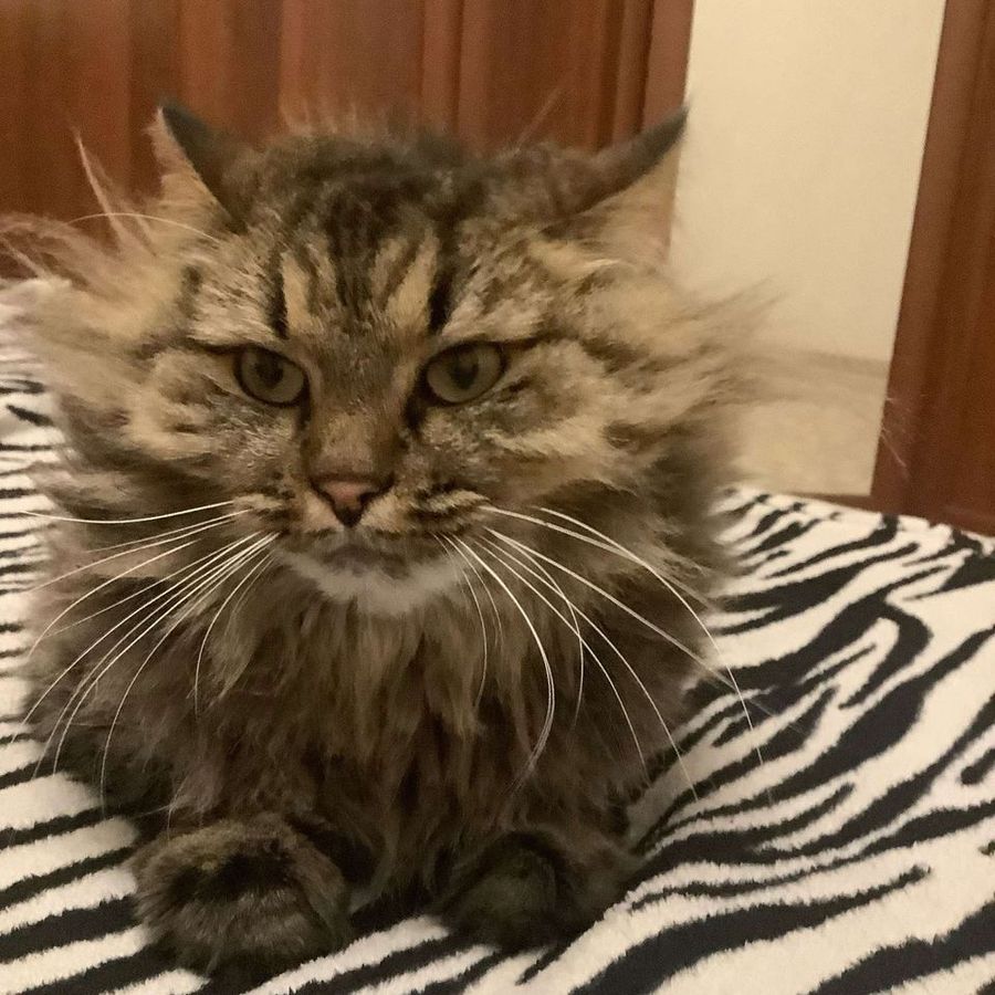 Profil de toremiss3865, Scottish Fold de 11 ans