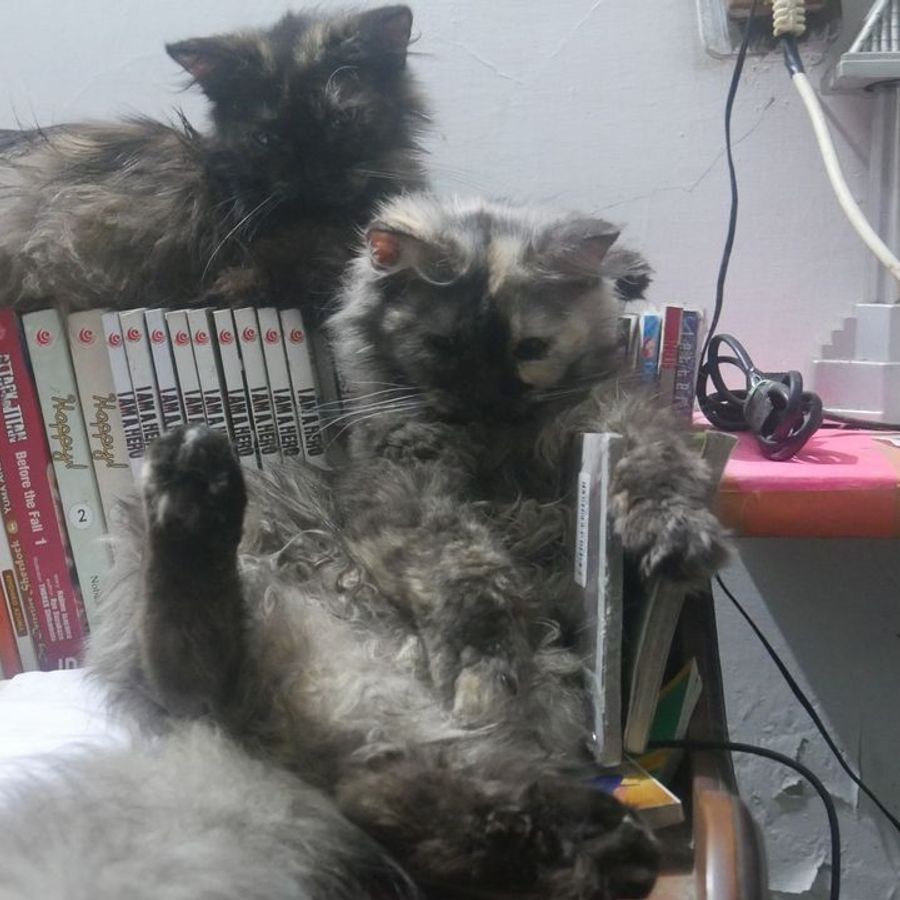 Profil de trixamiss7214, Sacré de Birmanie de 5 ans