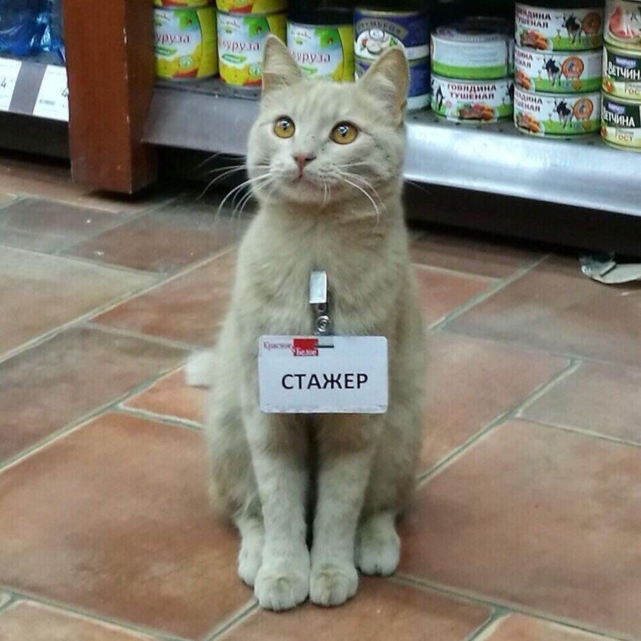 Profil de gronabelly8459, Sacré de Birmanie de 9 ans