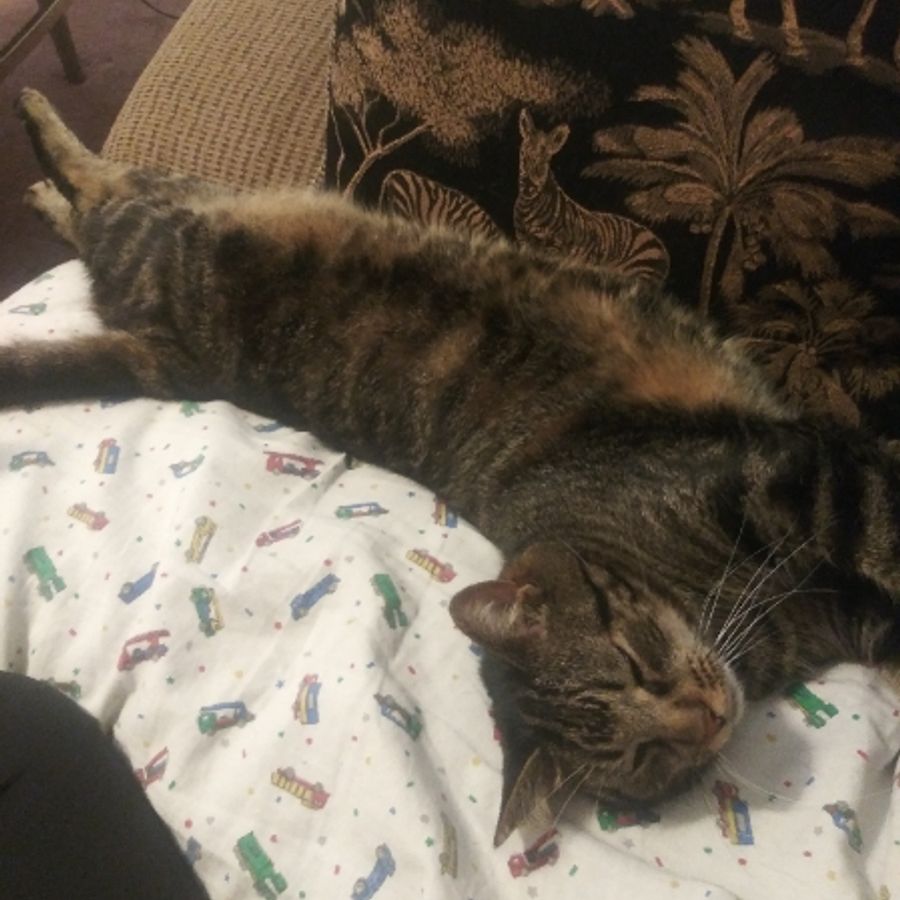 Profil de krivabella3075, Maine Coon de 1 ans