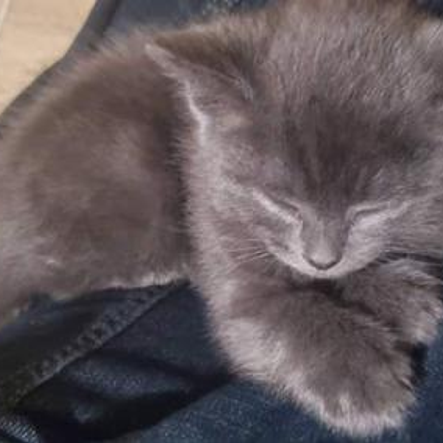 Profil de blixamiss2418, Persan de 4 ans