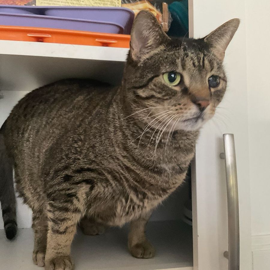Profil de skurebelly8746, British Shorthair de 6 ans