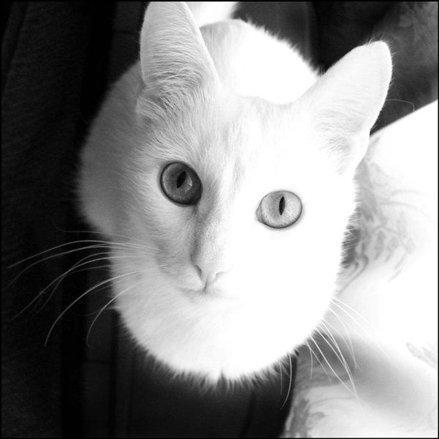 Profil de wynabella7183, Abyssin de 7 ans