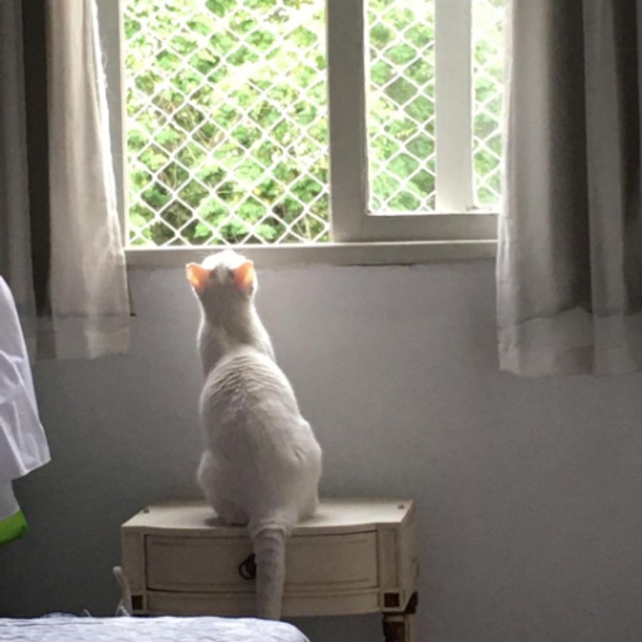 Profil de fronamiss3168, Exotic Shorthair de 8 ans